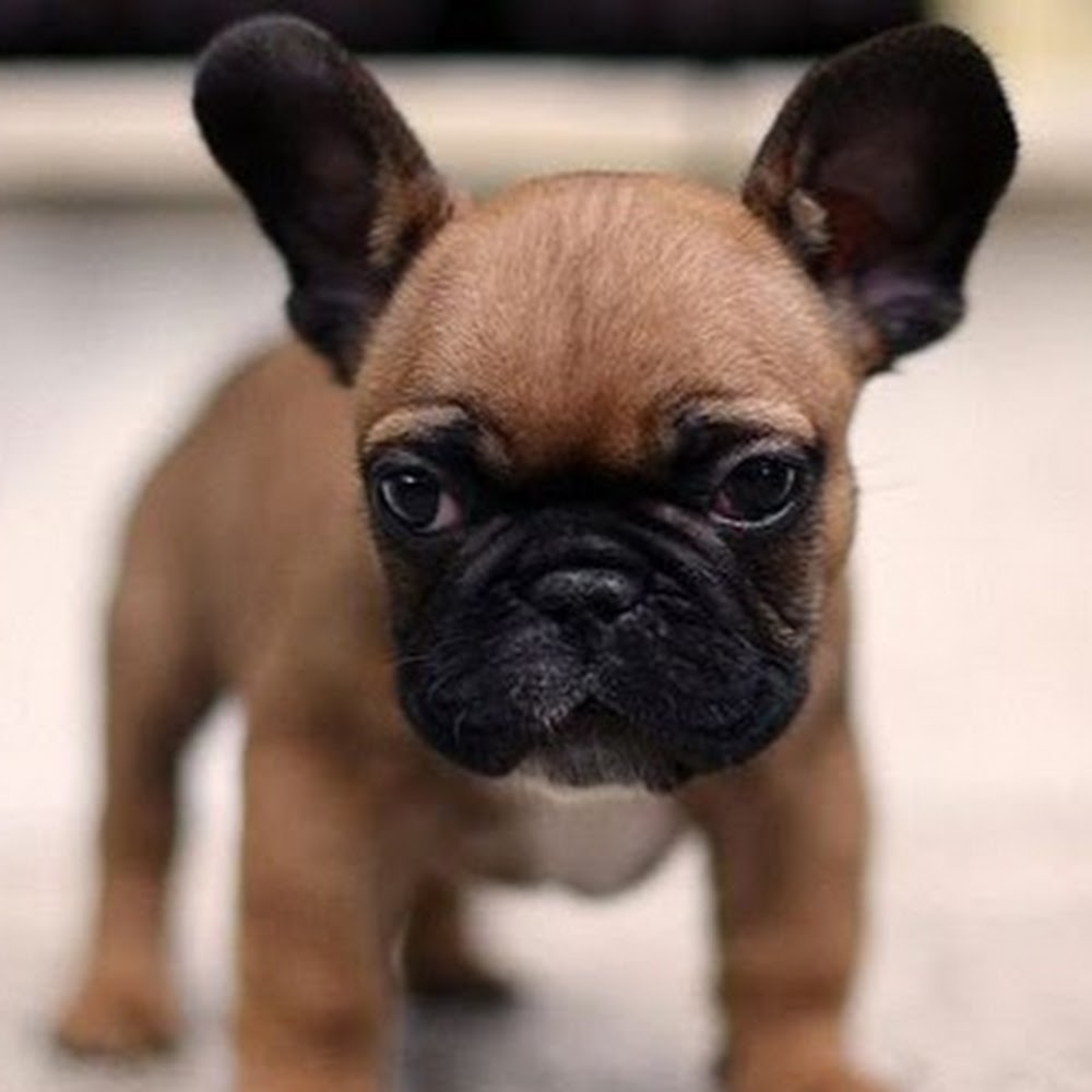 Meet your Posher, Gig